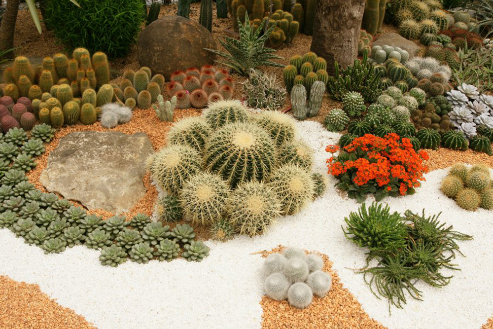 /Jardinería%20desertica%20interior